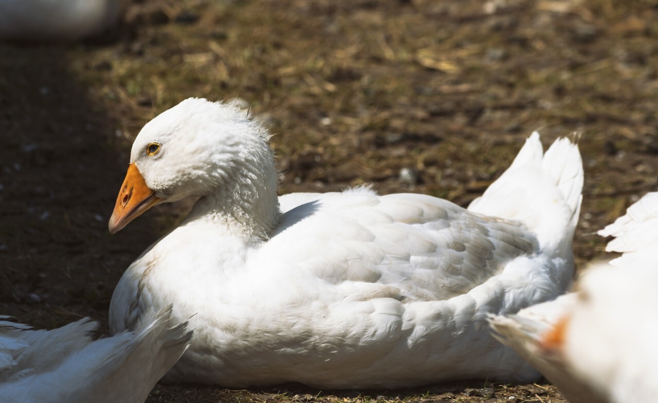 white goose is sitting in sun