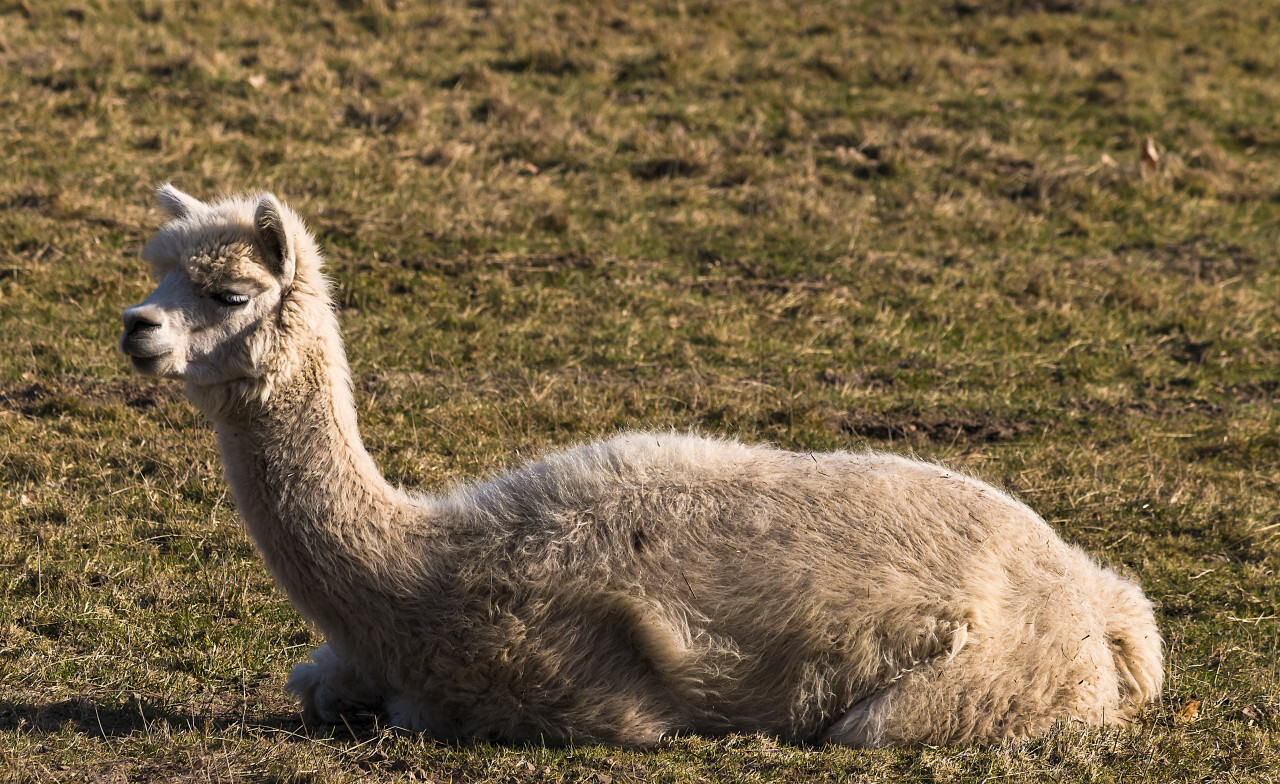 alpaca lies on pasture