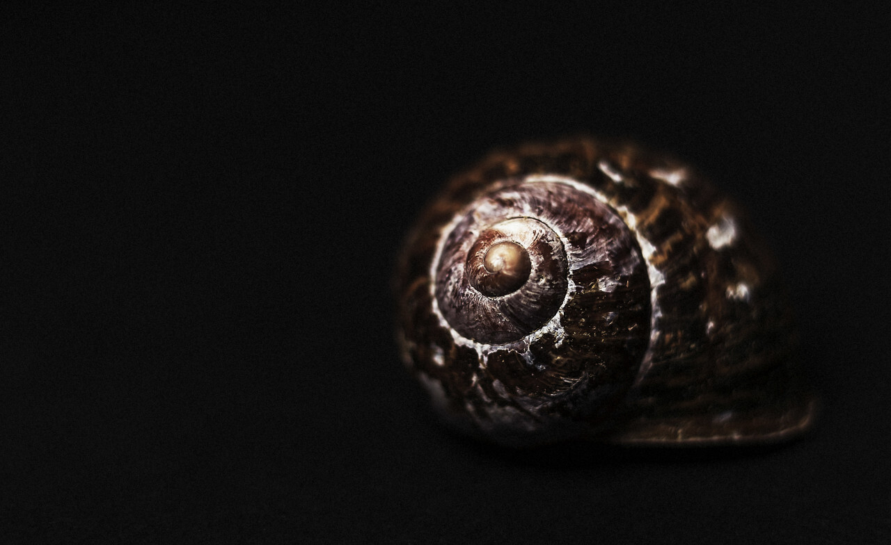 snail shell dark