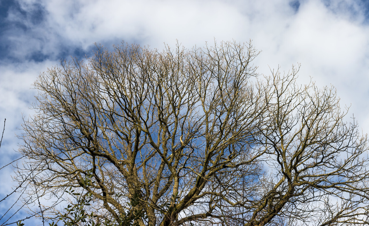 winter end treetop