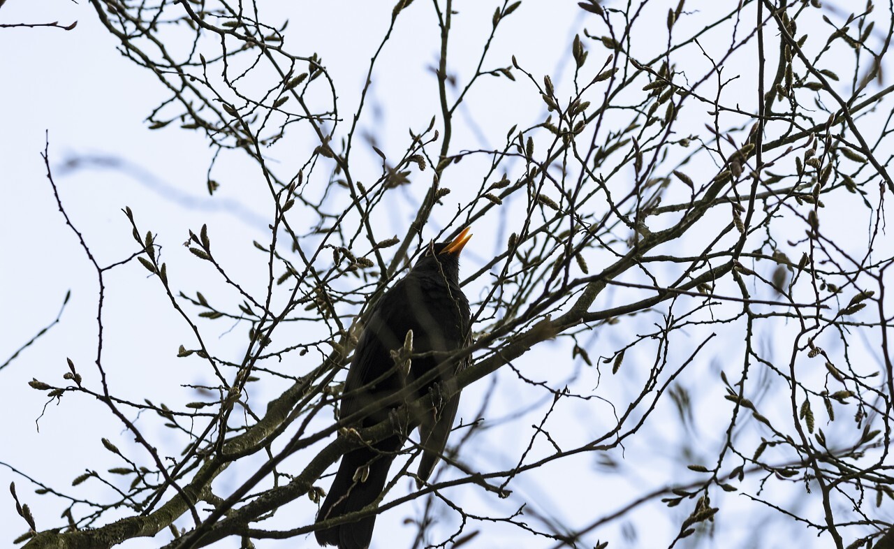 singing blackbird