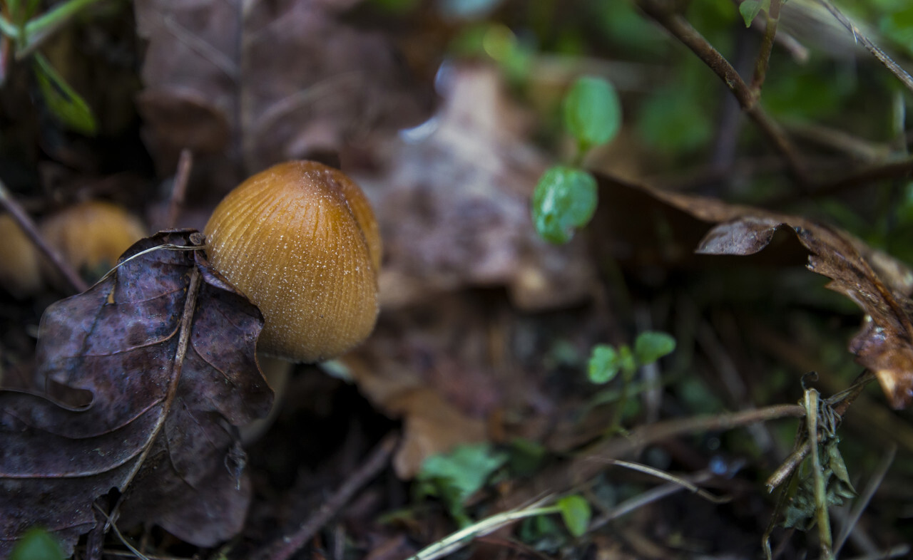 spring mushroom on forest floor