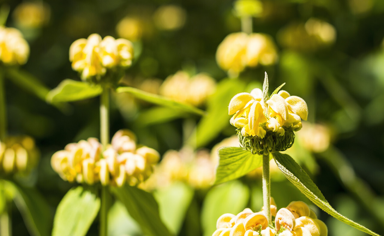 Turkish sage, Phlomis russeliana a flowering plant in the mint family Lamiaceae