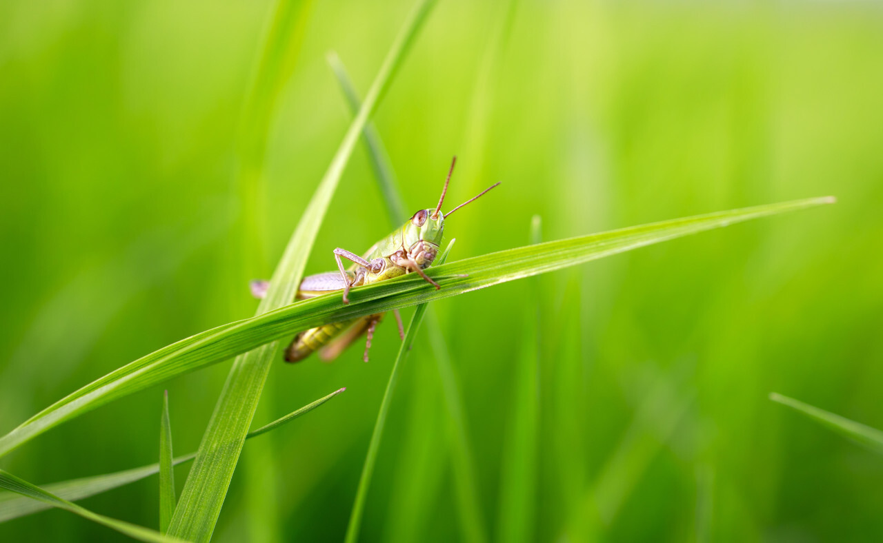 Meadow Grasshopper, Pseudochorthippus parallelus or Chorthippus parallelus