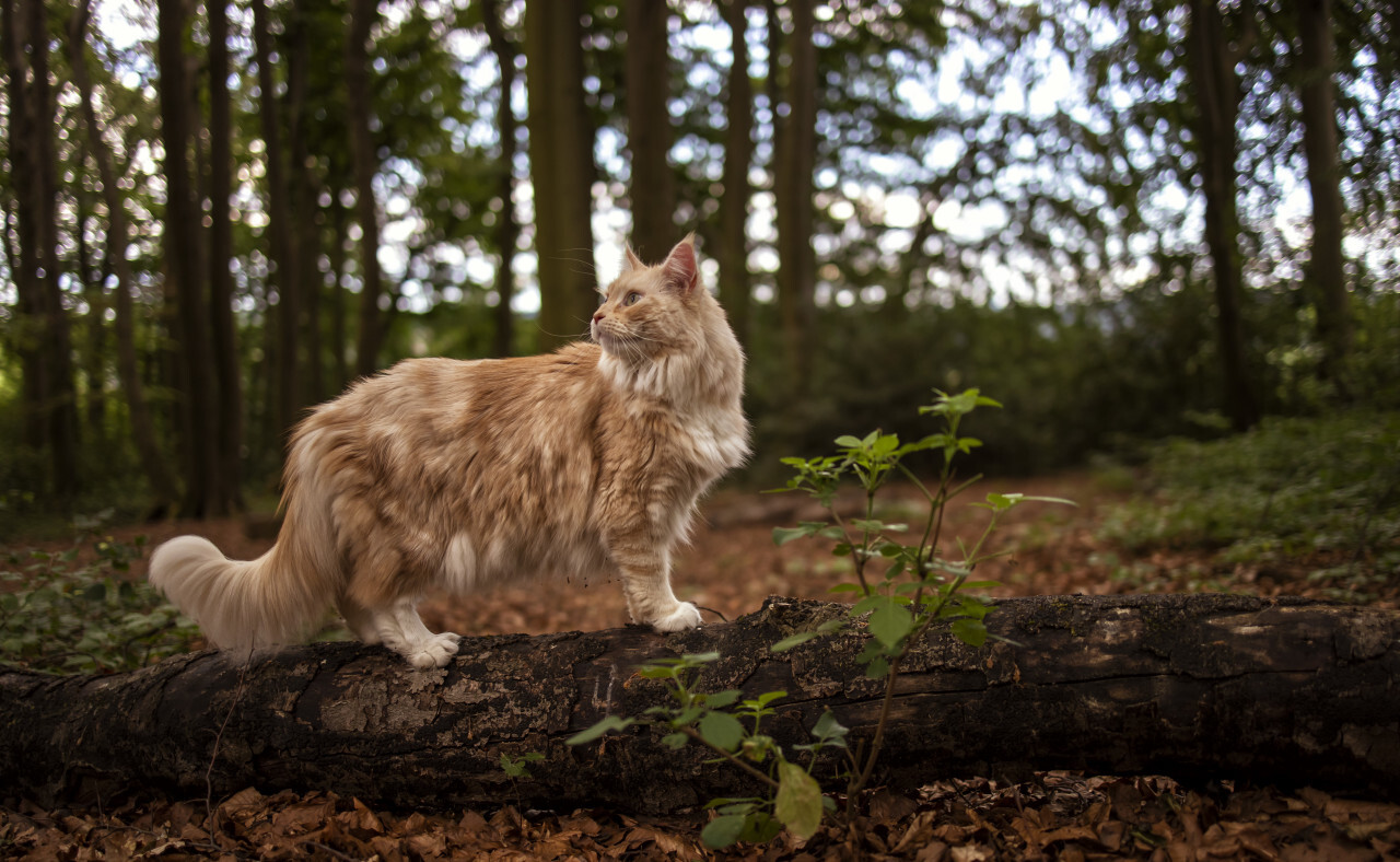 maine coon cat on a fallen tree in a forest