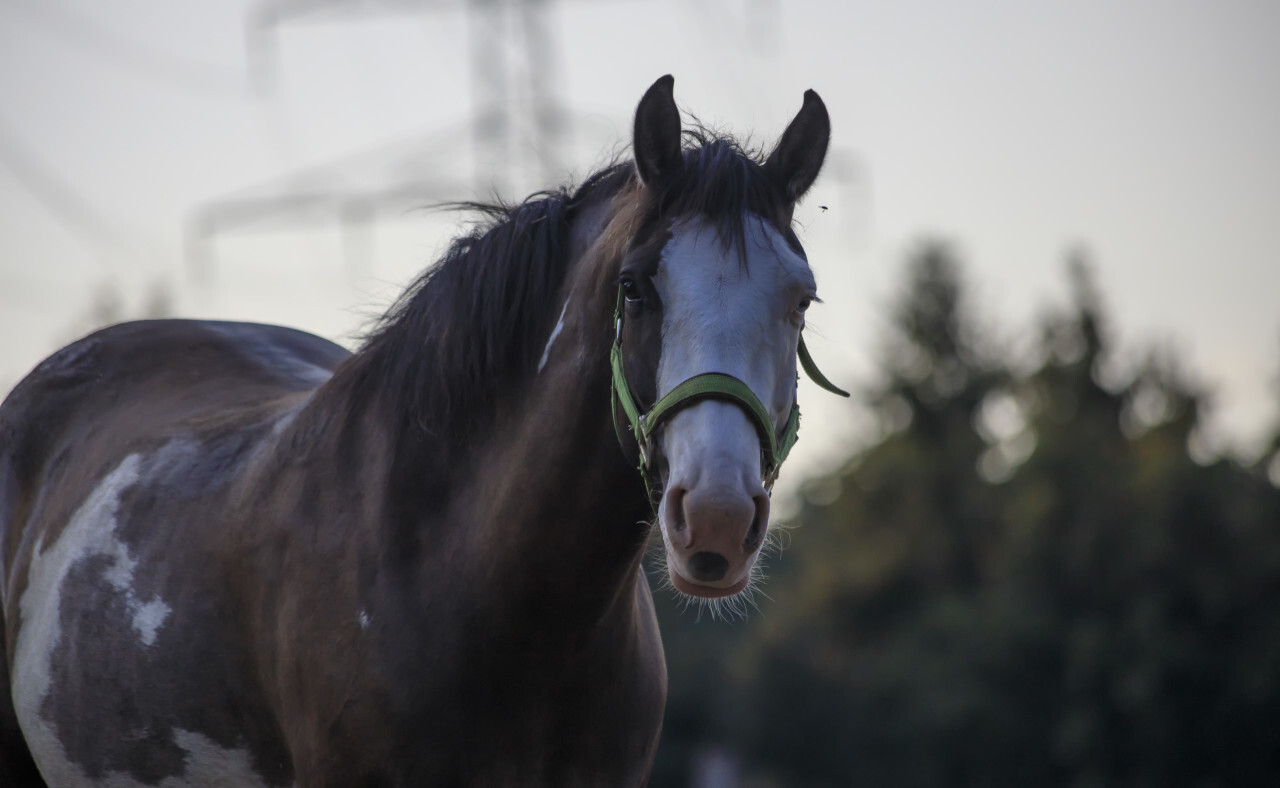 portrait of a dark brown horse with a white head