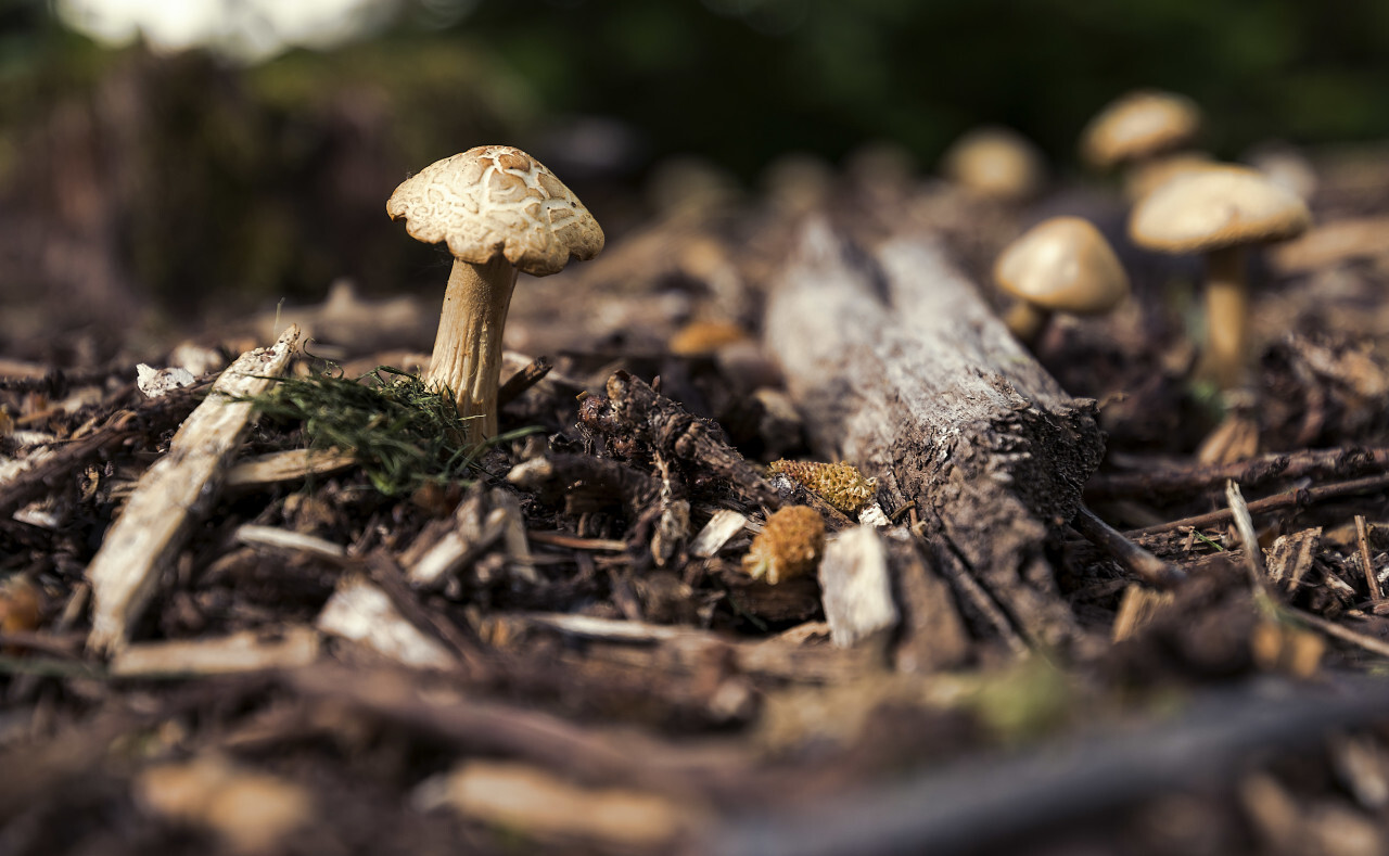 small pretty mushroom