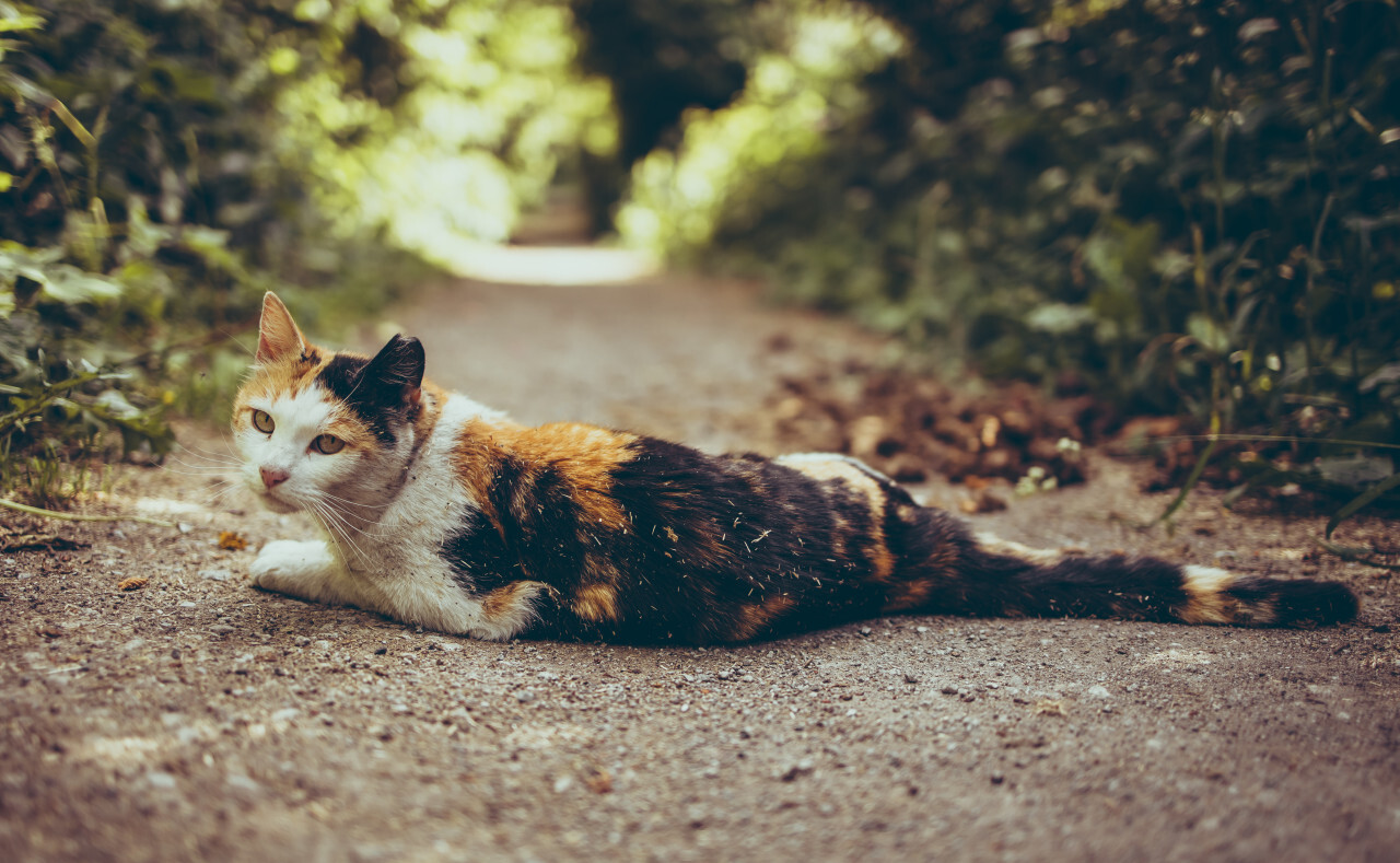 A colorful lucky cat lies in the middle of the forest path (tri-color cat)