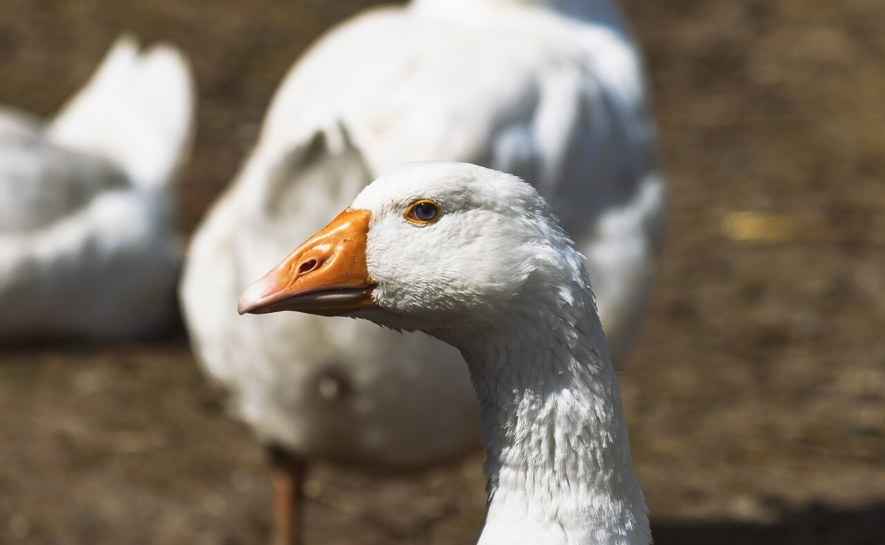 portrait of a white goose