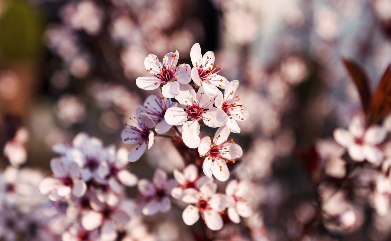 japanese cherry spring blossom