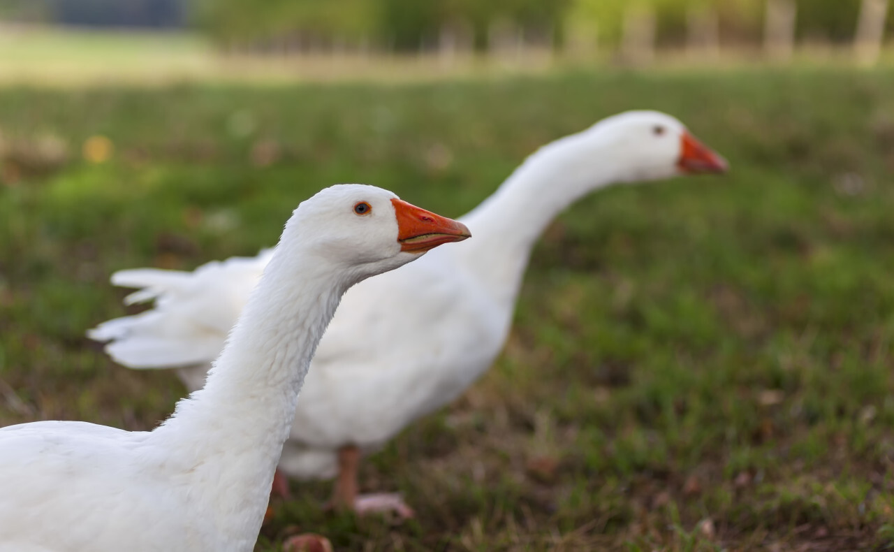 portrait of a white goose