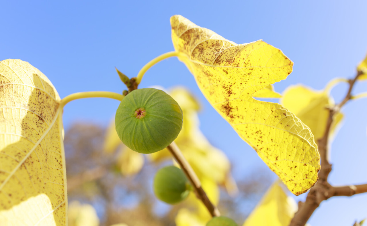 Green figs on the tree in autumn