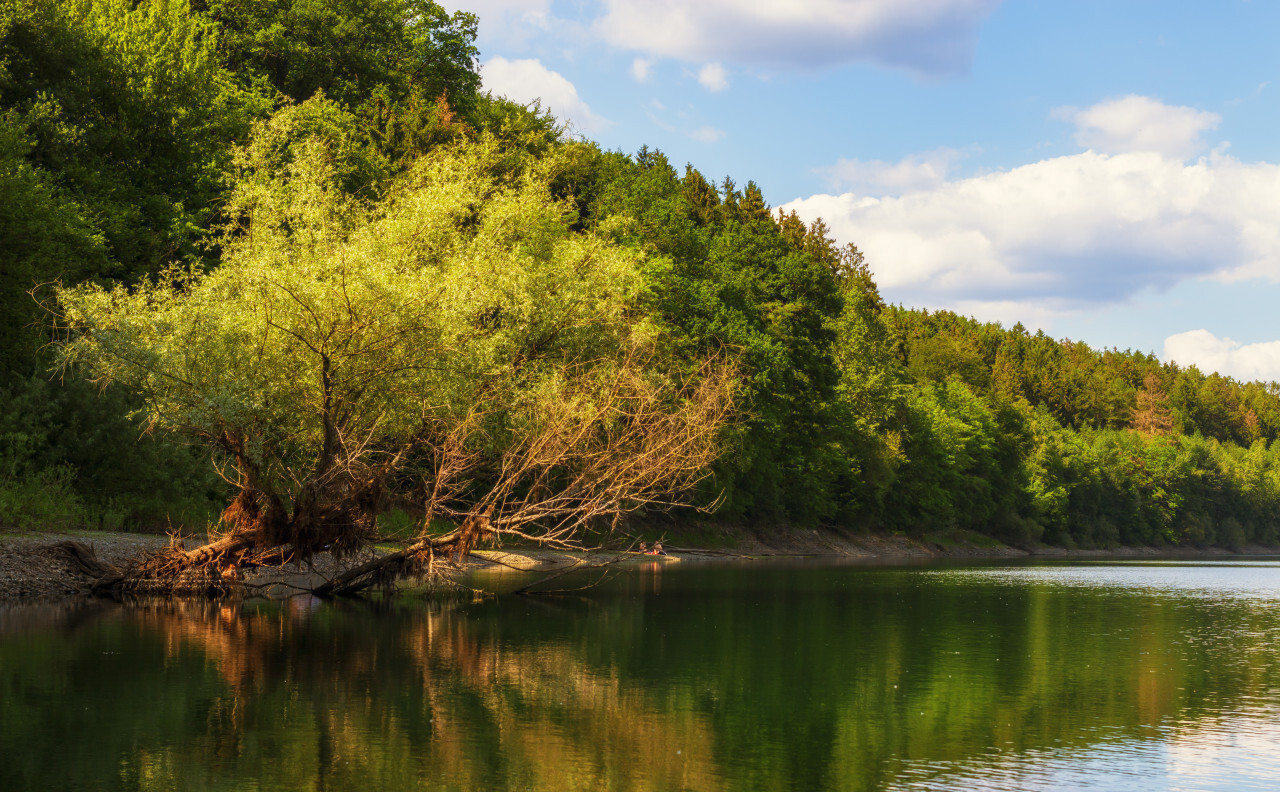 lake and an old tree