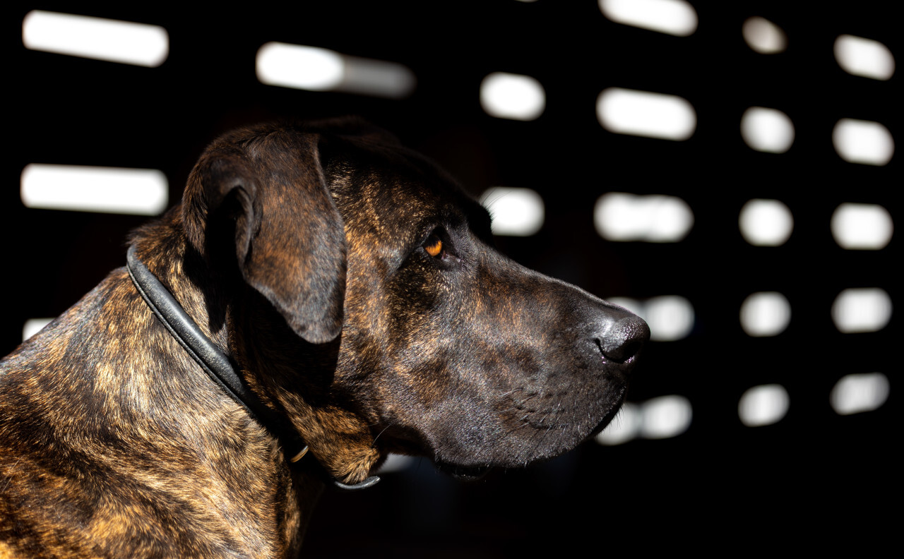 Dark Dog Portrait