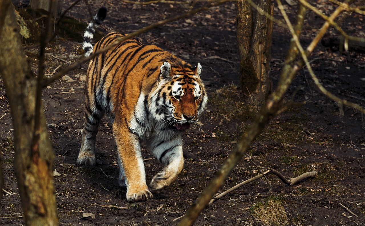 Sumatran tiger