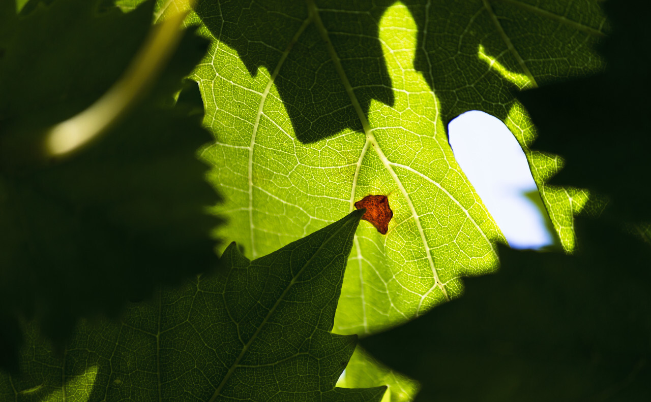 light flooded leaves