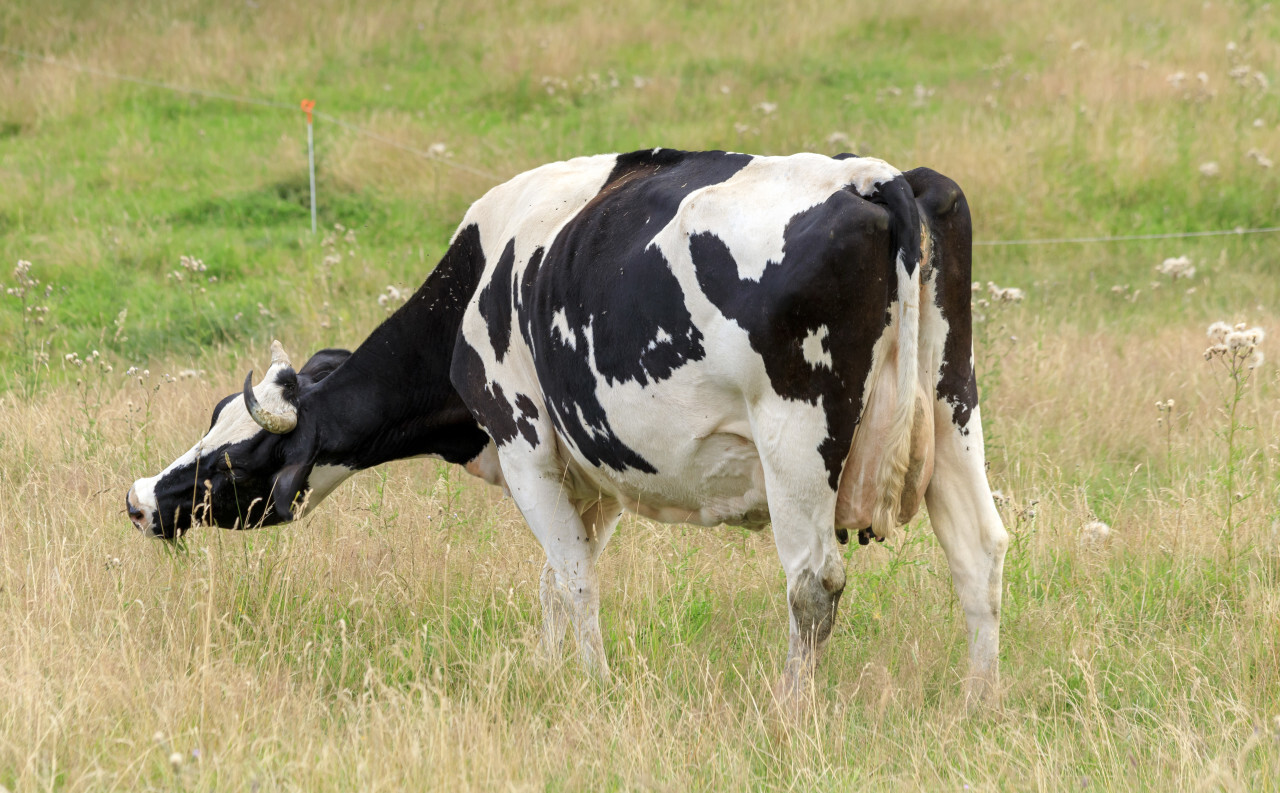 Black and white cow standing in golden field