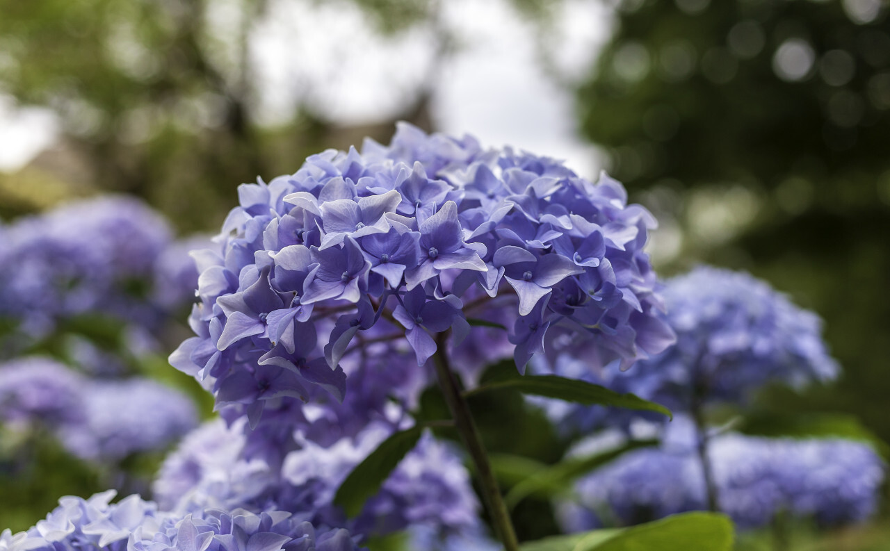 Colorful blooming hydrangeas