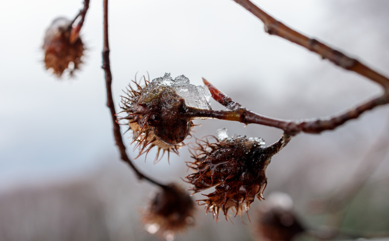 Thawing snow on the shells of beechnuts in winter