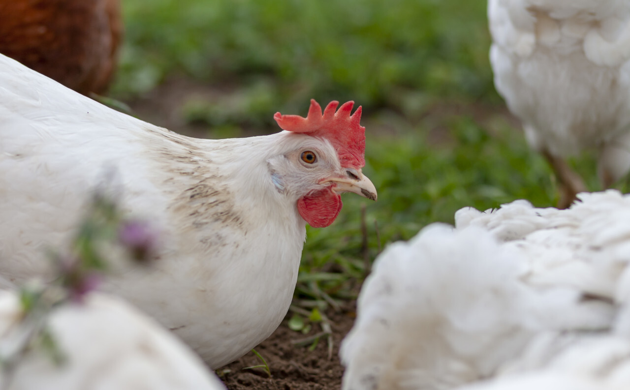 A white hen on a green lawn