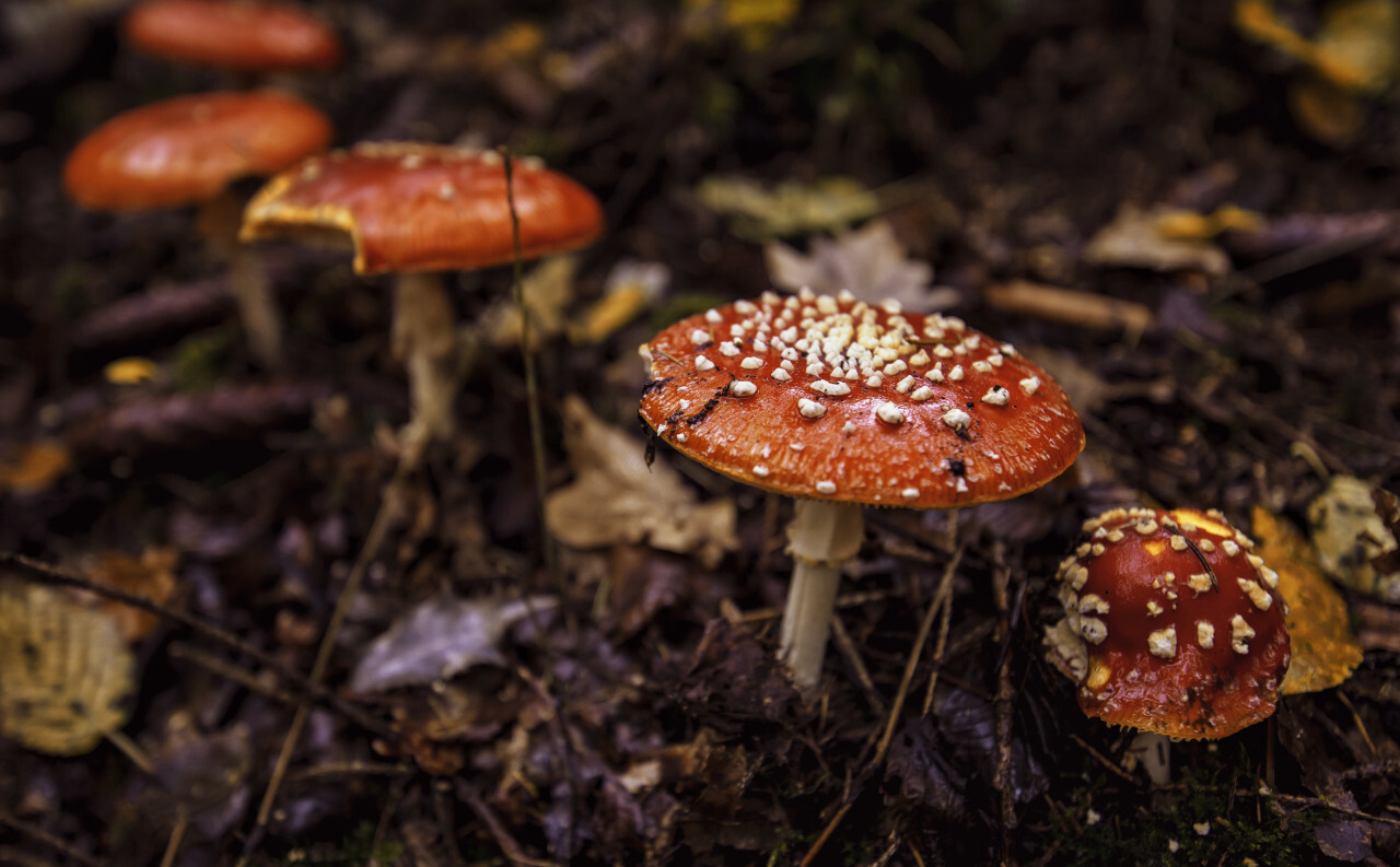 Two spotted toadstools
