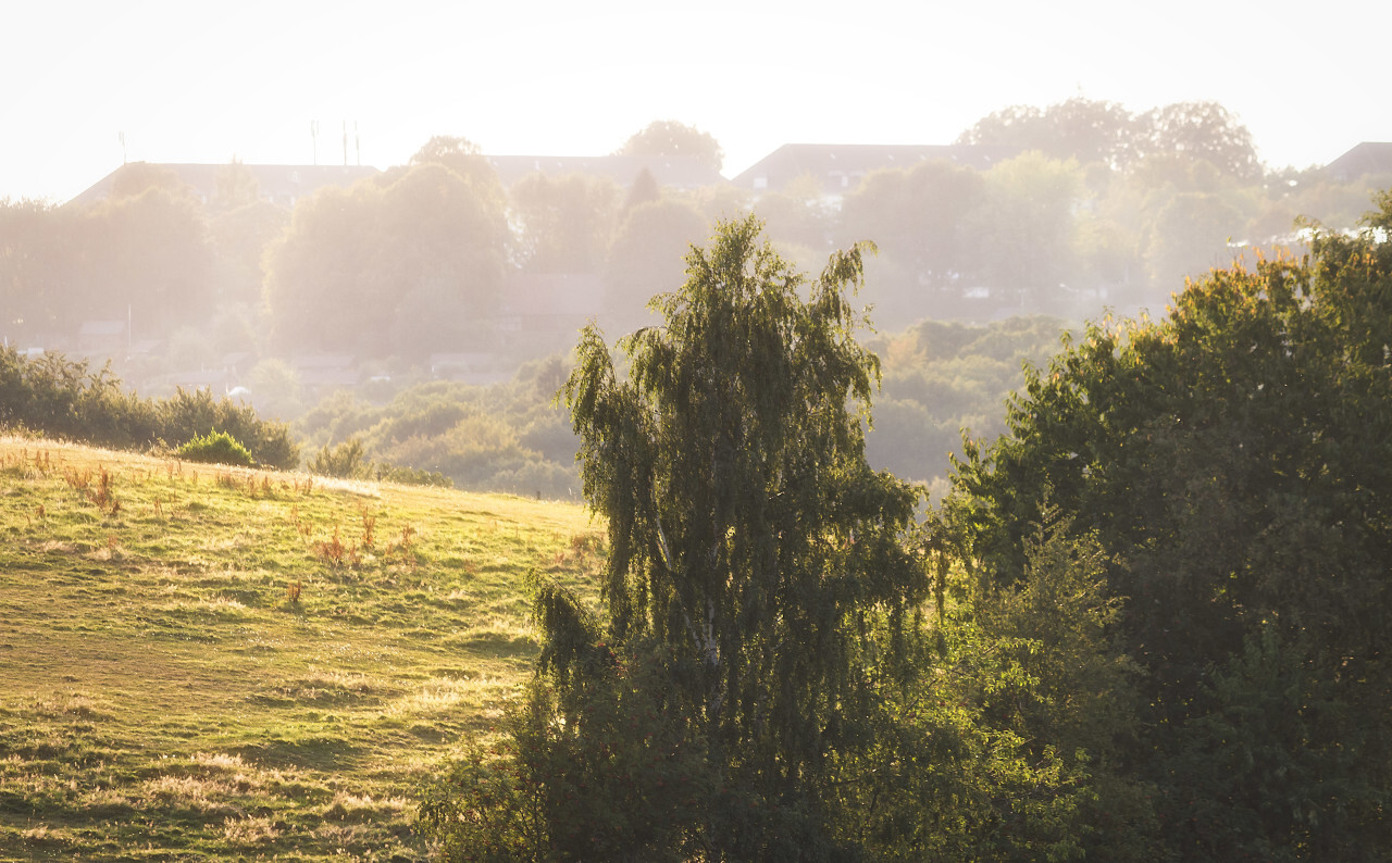 sunset weeping willow