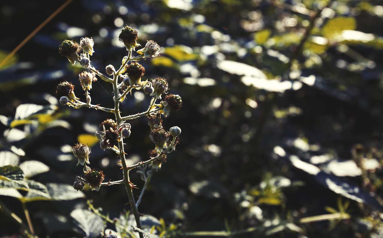 blackberries unripe