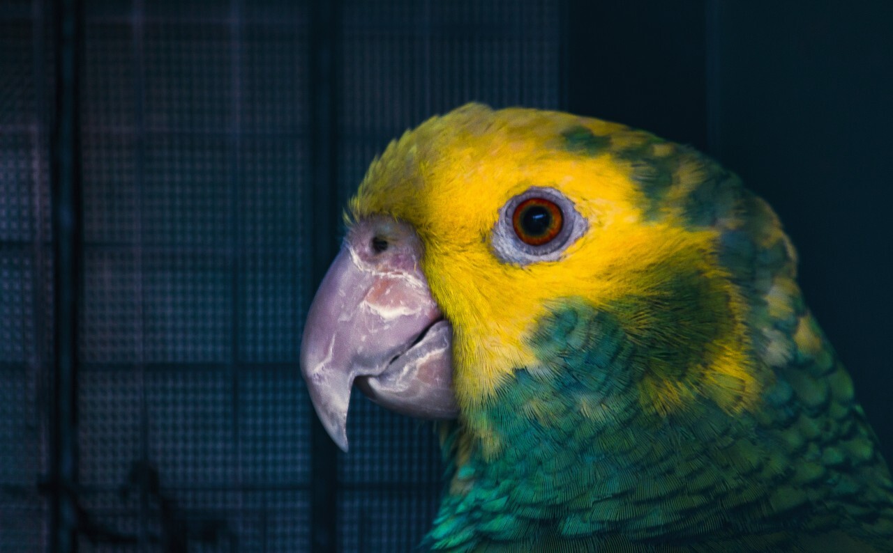 parrot in cage portrait