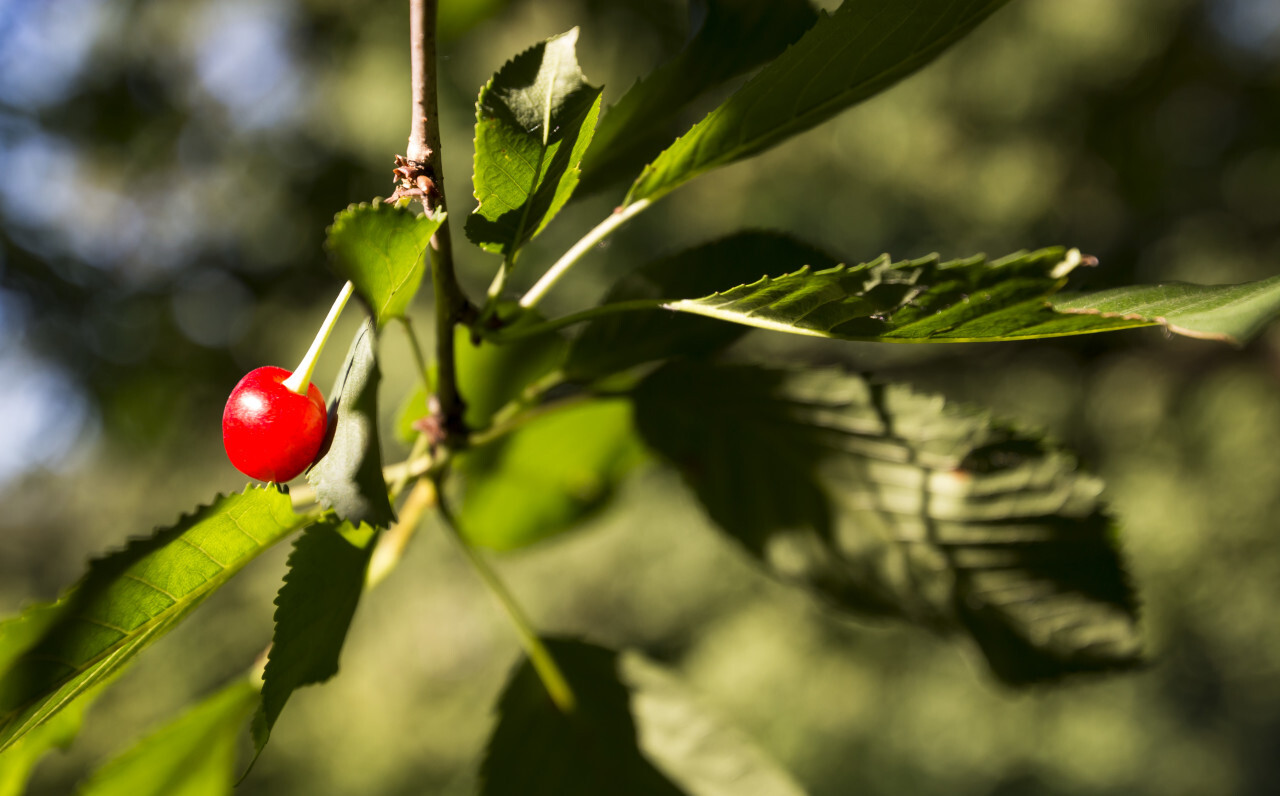 red ripe wild cherry on tree