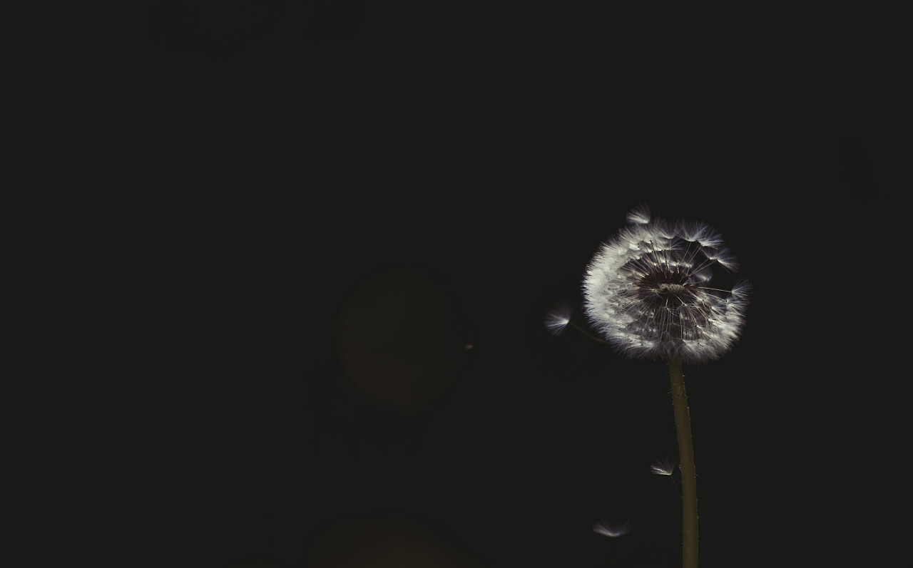 blowball dark bokeh