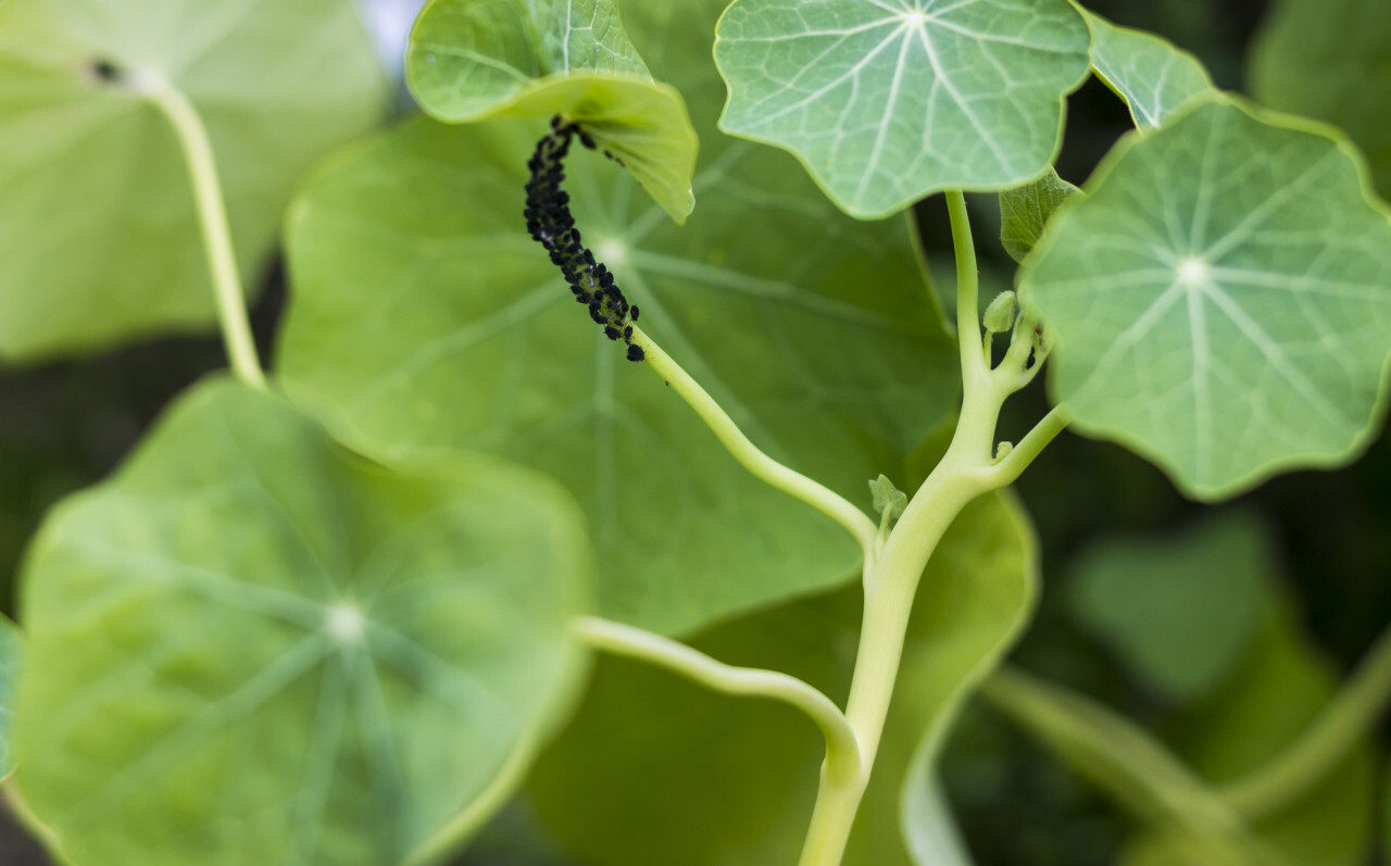 aphid infestation