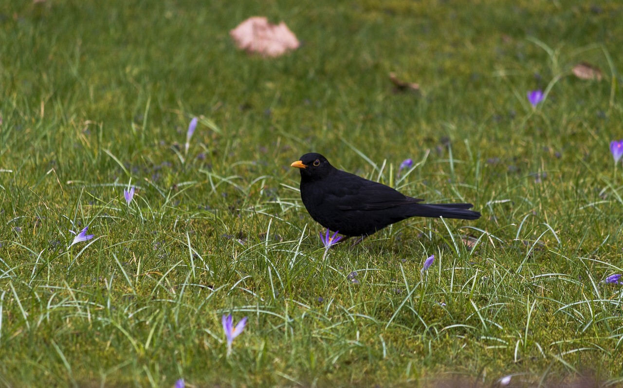 blackbird on meadow