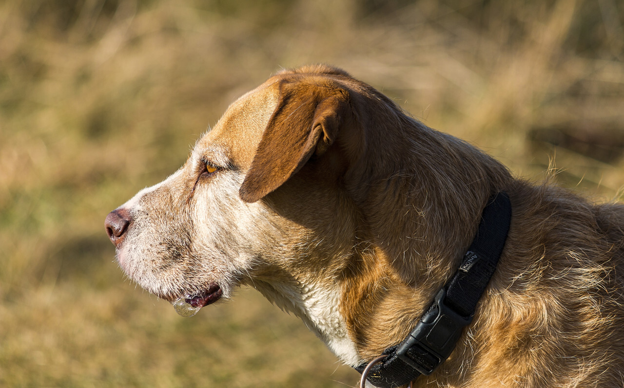 cute old dog portrait