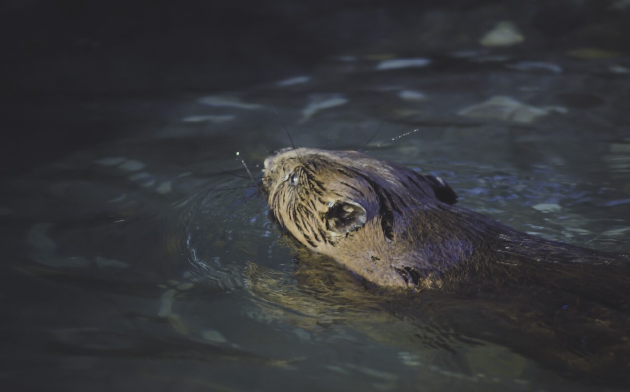 beaver is swimming