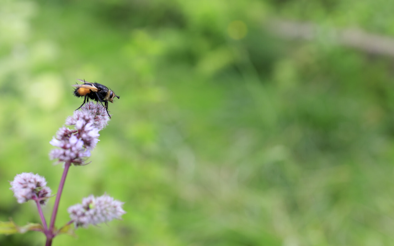 Tachinid fly on a flower of a peppermint