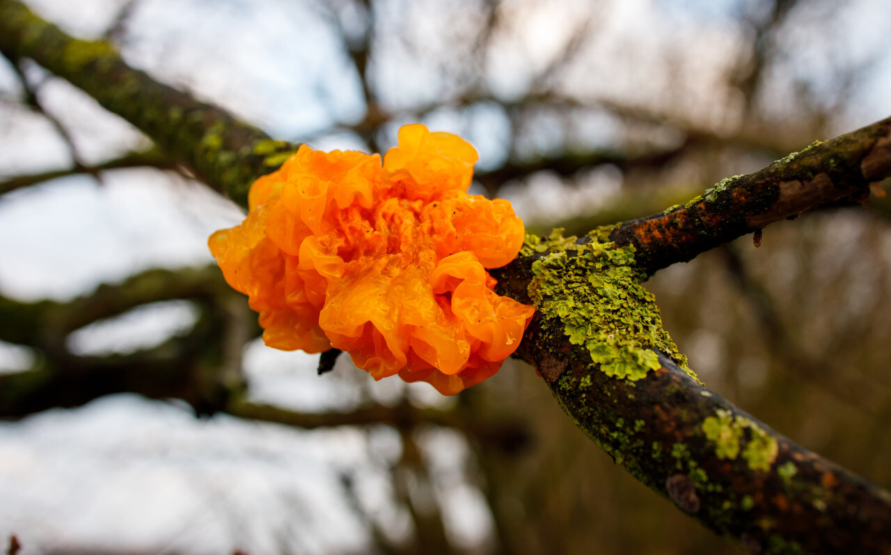 dacryopinax spathularia fungi on a tree