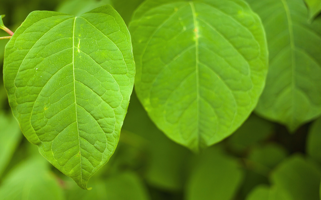 green leaves background