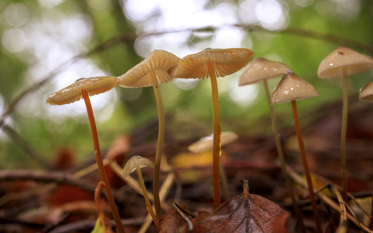 Conocybe mushrooms in a german forest