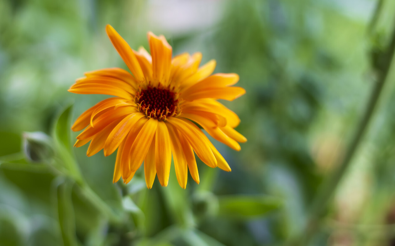 Pot Marigold (Calendula officinalis)