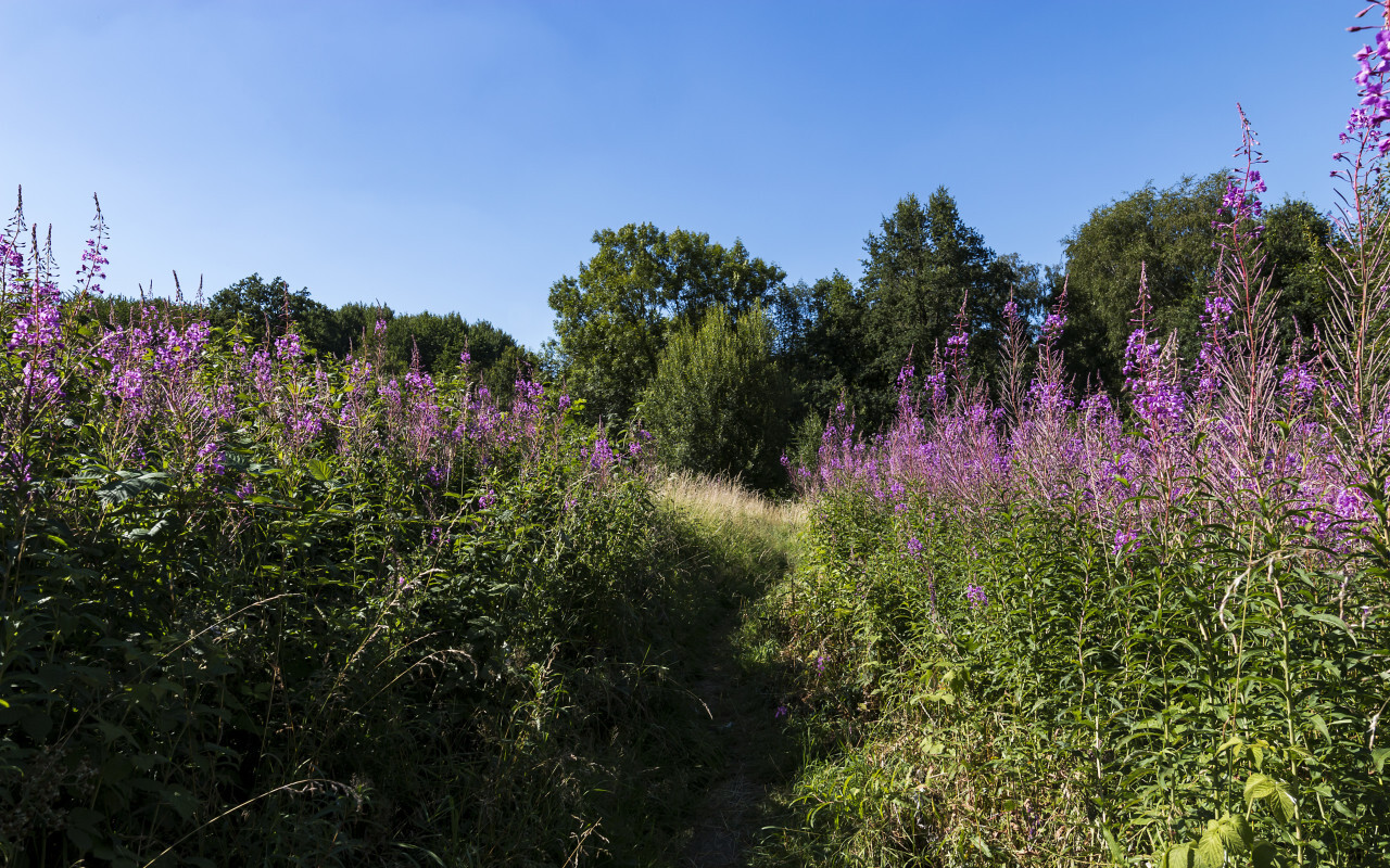 Field of fireweed