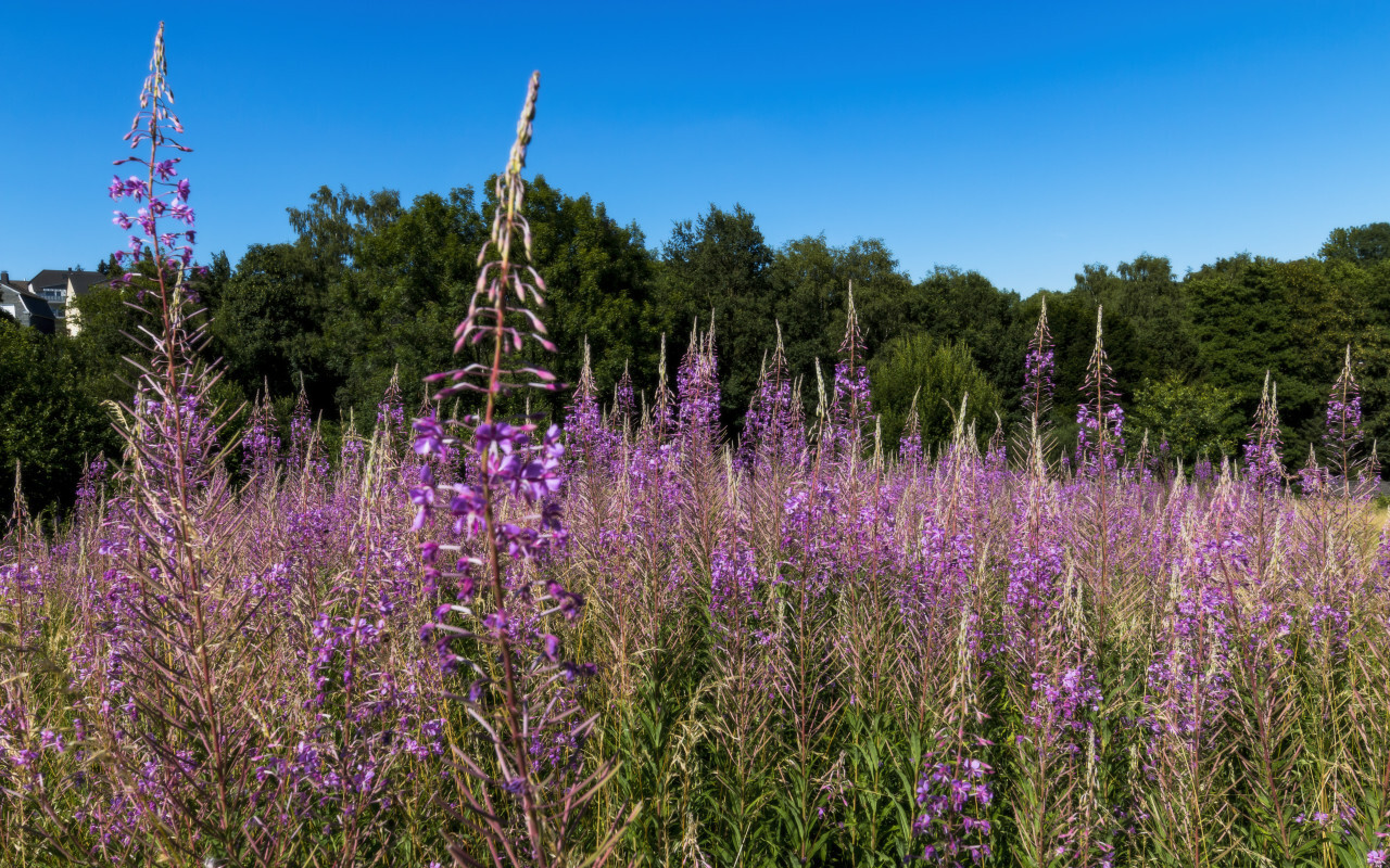 purple fireweed field