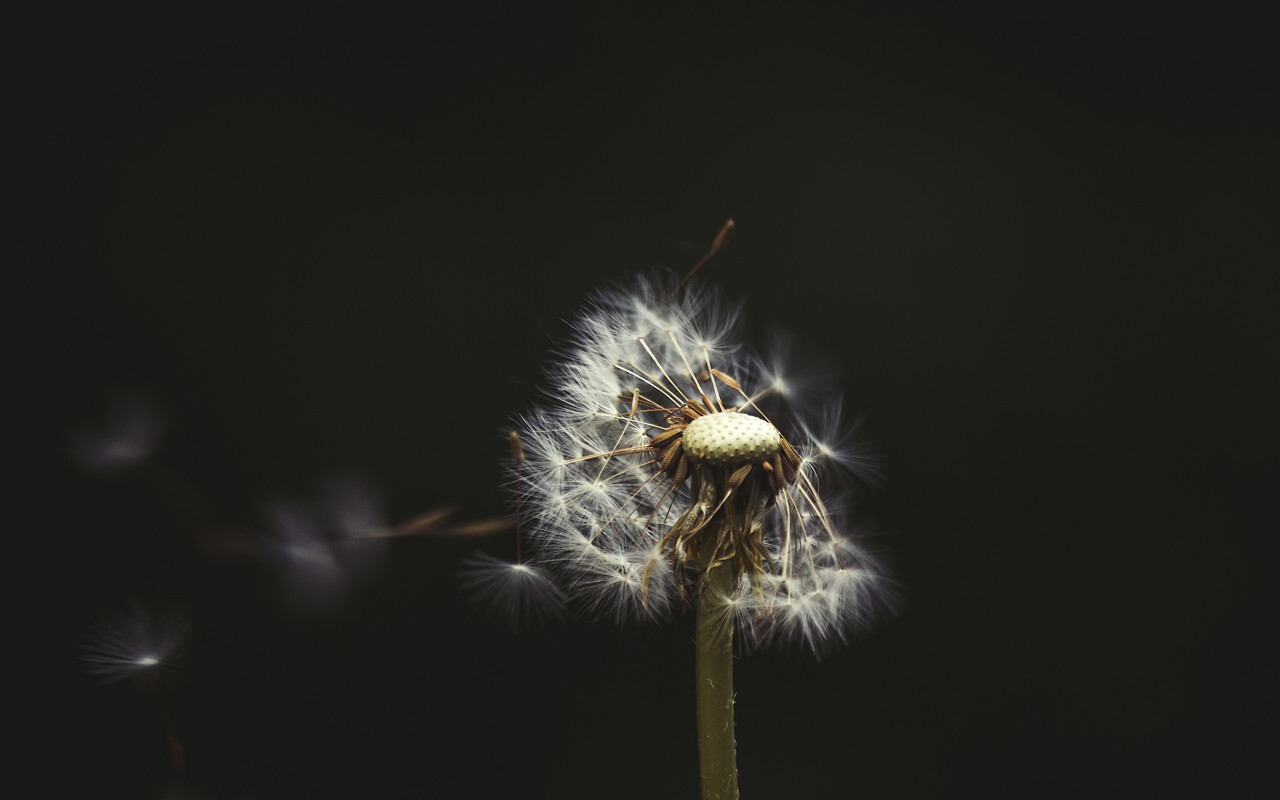 blowball close up