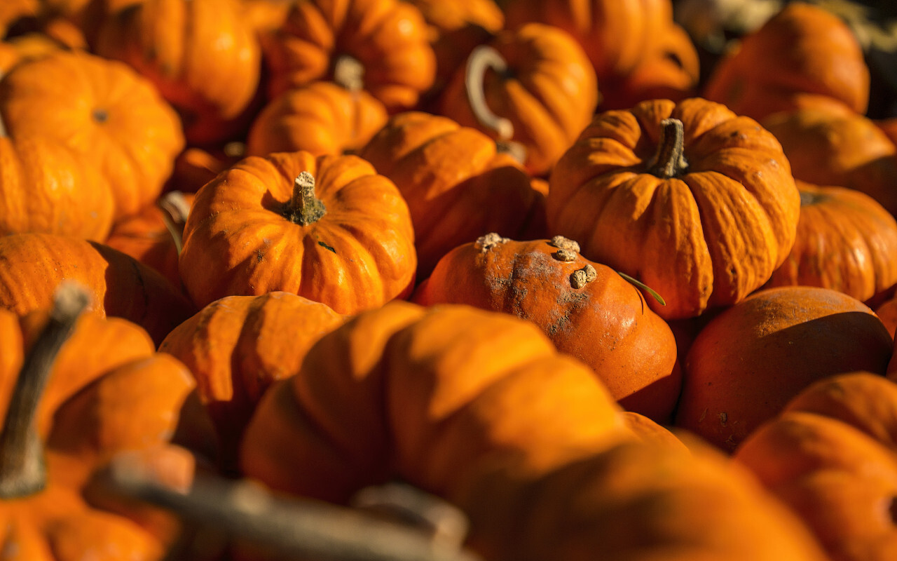 orange pumpkins background