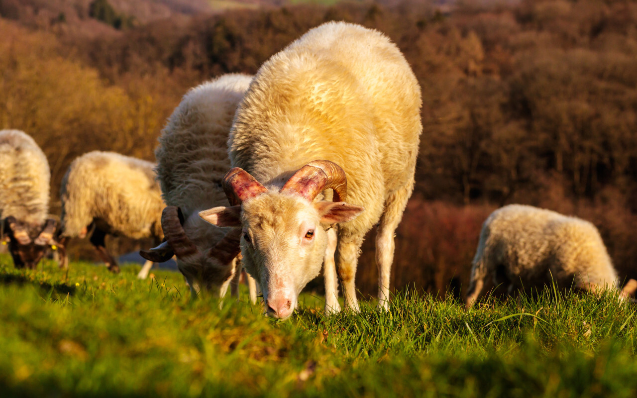 Herd of sheep with horns