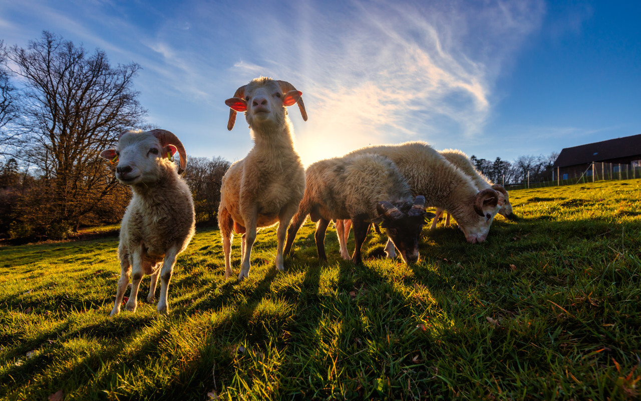 Herd of sheep on a meadow by sunset