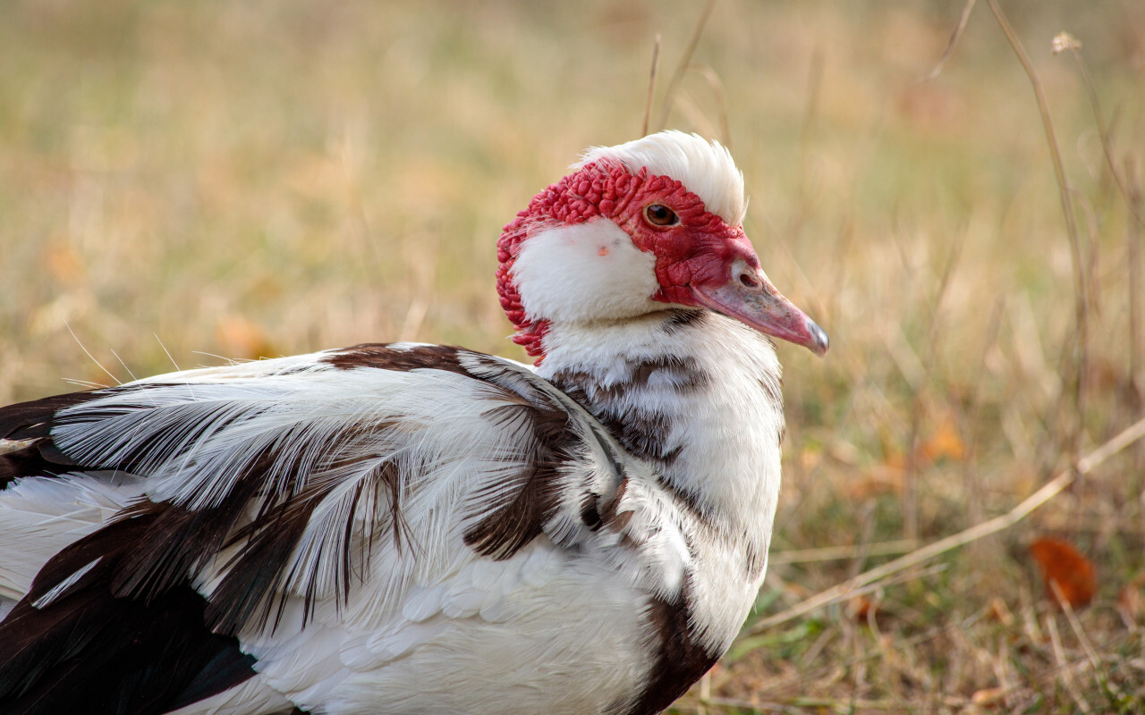 Muscovy duck portrait