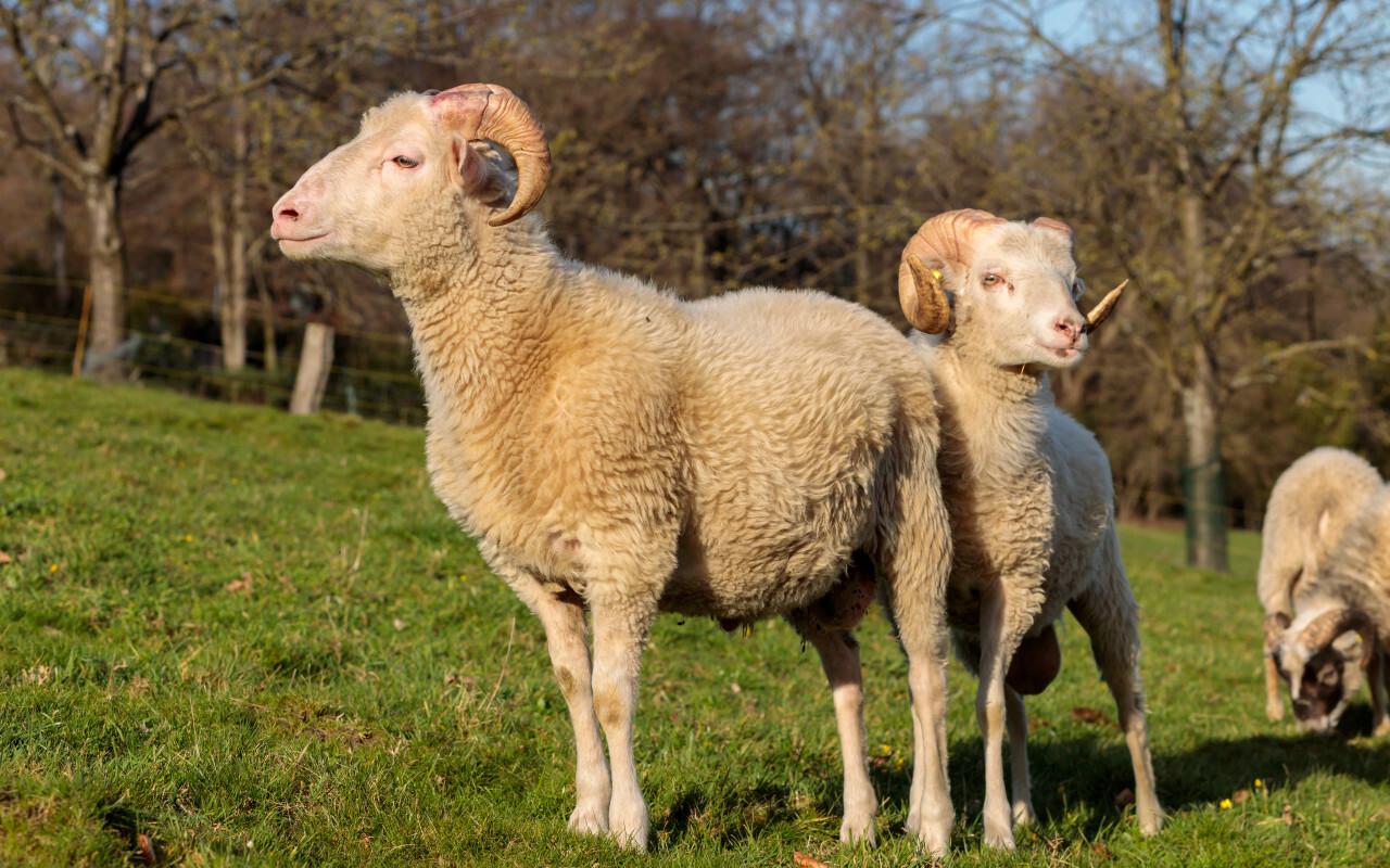 Two particularly beautiful sheep with magnificent horns stand in the pasture