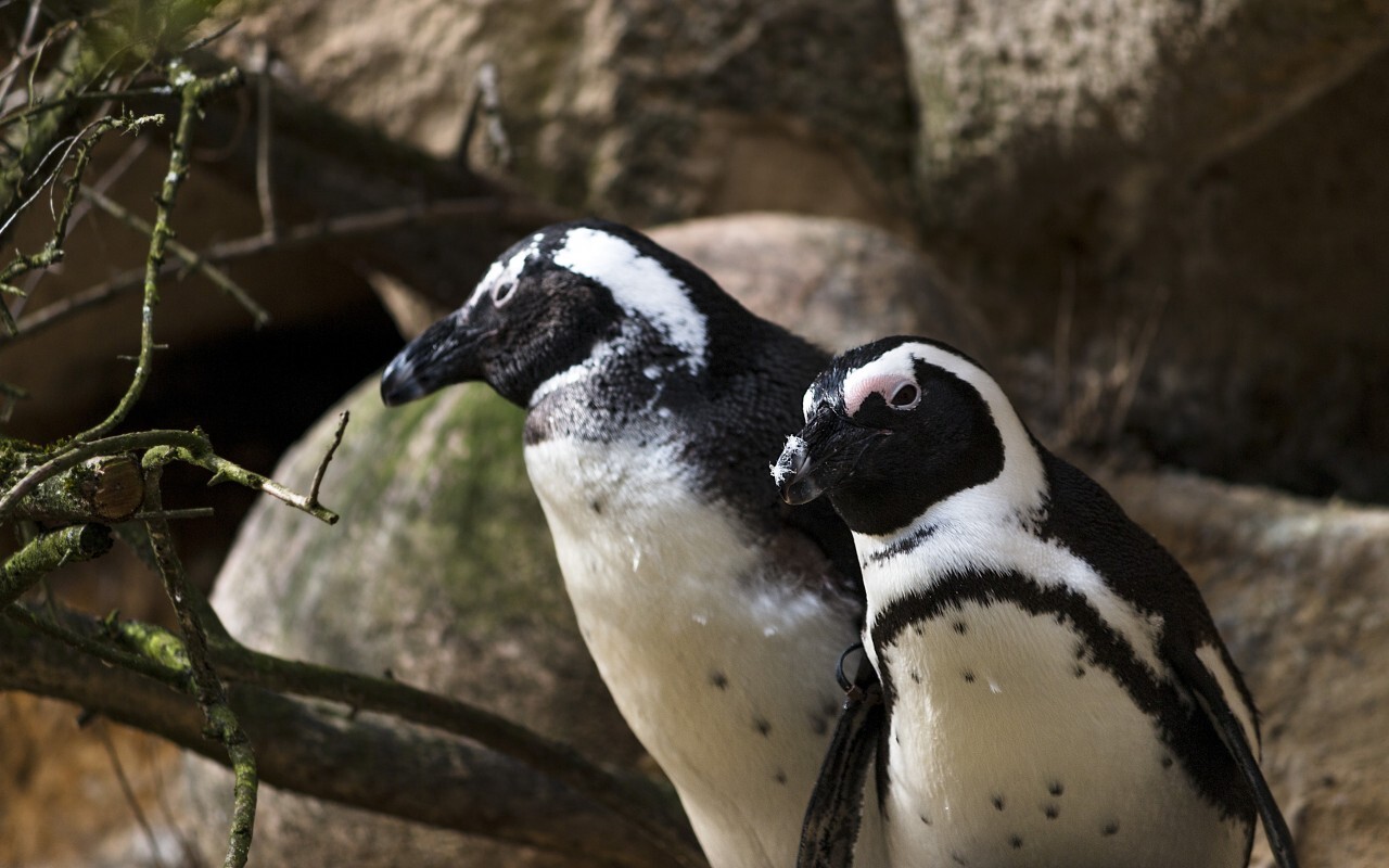 penguin couple portrait
