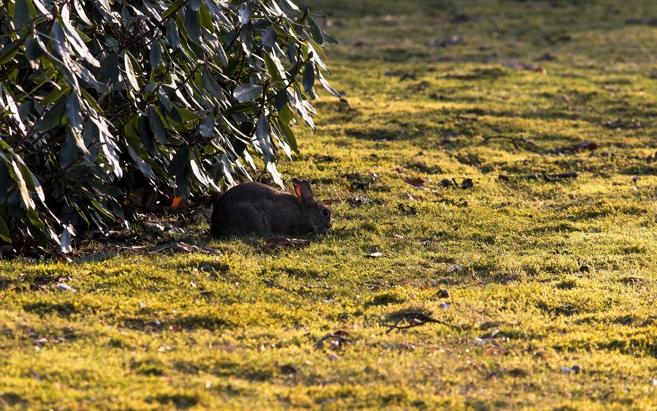 wild rabbit meadow