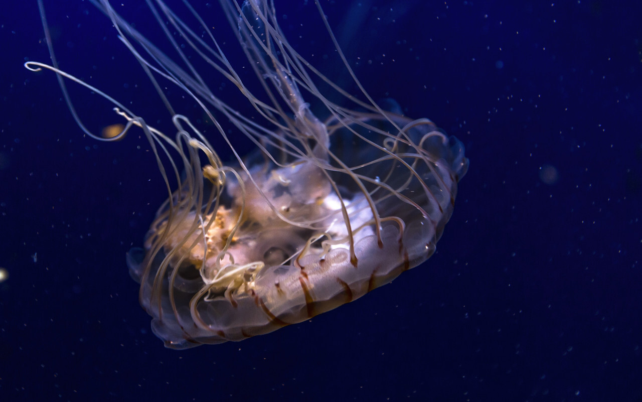 compass jellyfish close up